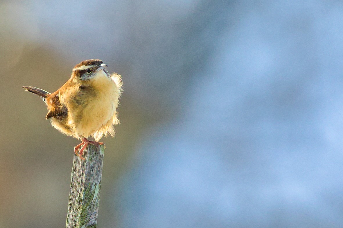 チャバラマユミソサザイ - ML647059104