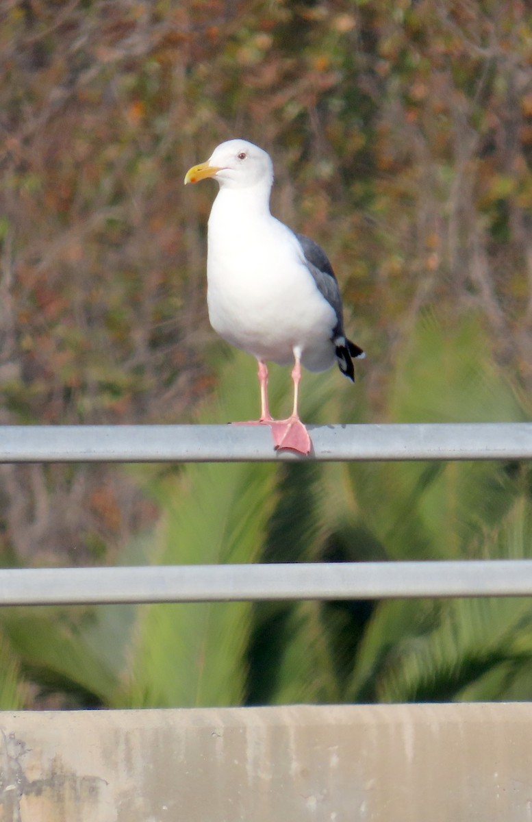 アメリカオオセグロカモメ - ML647059105