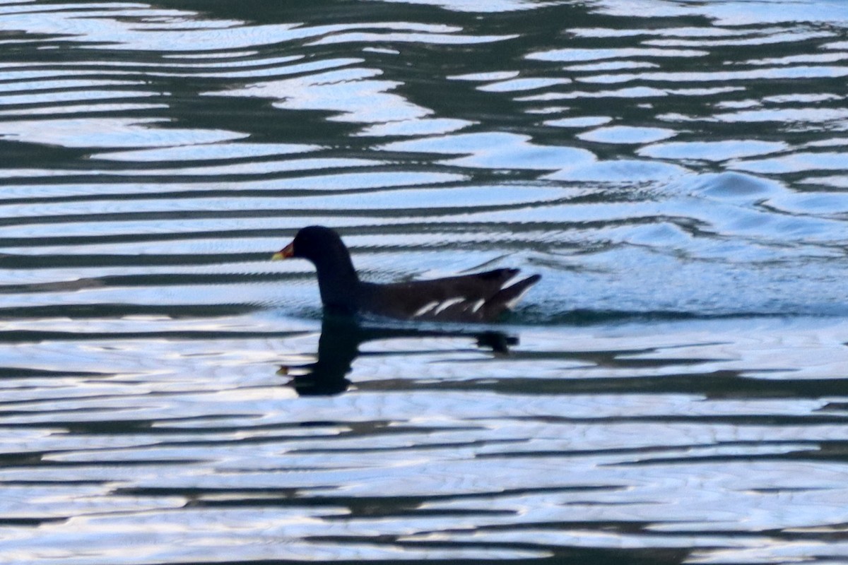 バン - ML647059106