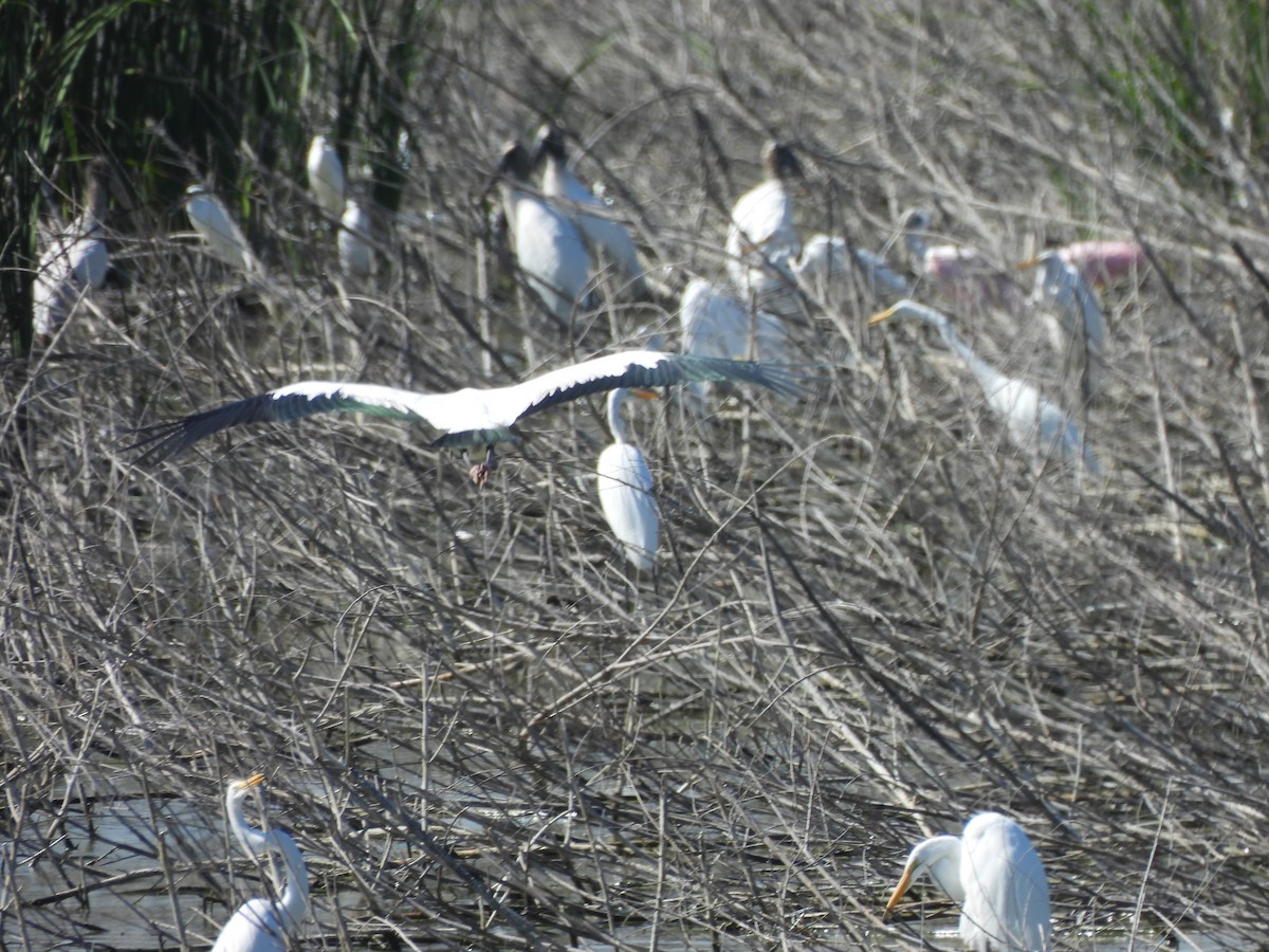アメリカトキコウ - ML647059107
