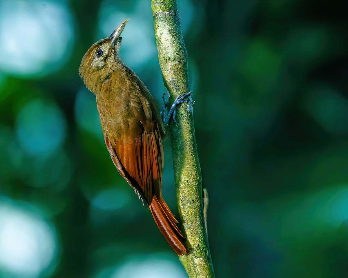 コオニキバシリ - ML647059108