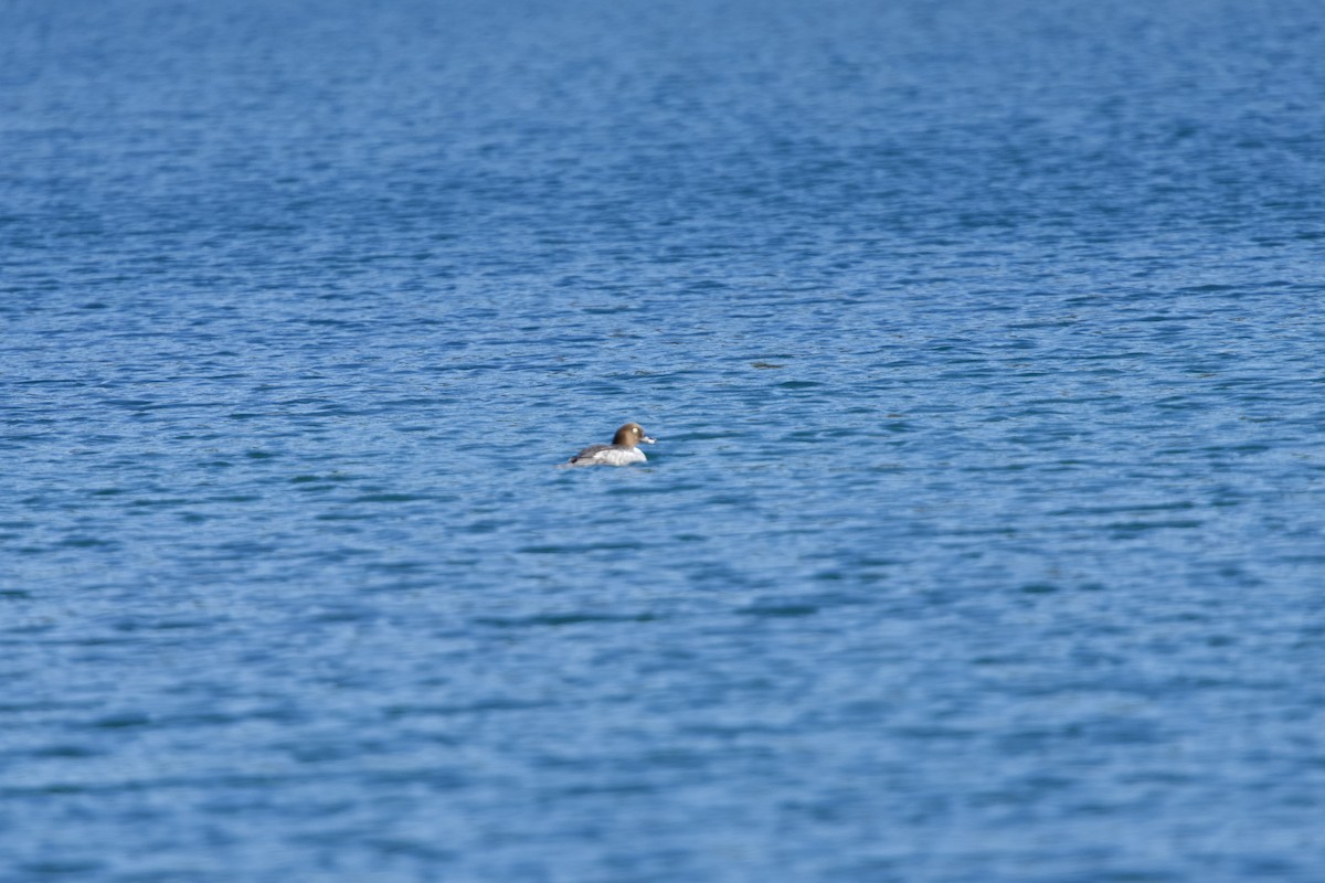 ホオジロガモ - ML647059109