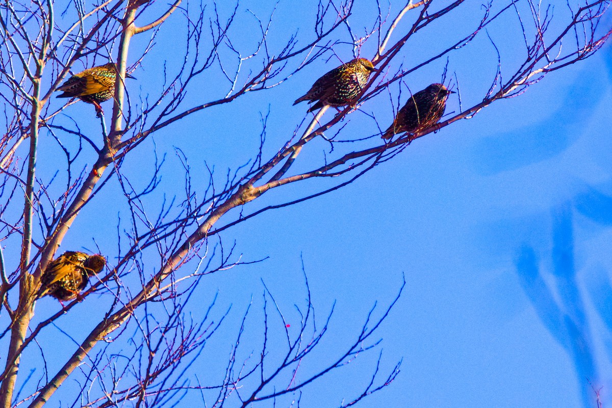 ホシムクドリ - ML647059110