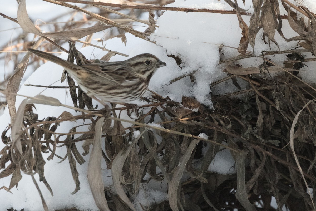 strnadec zpěvný - ML647059115