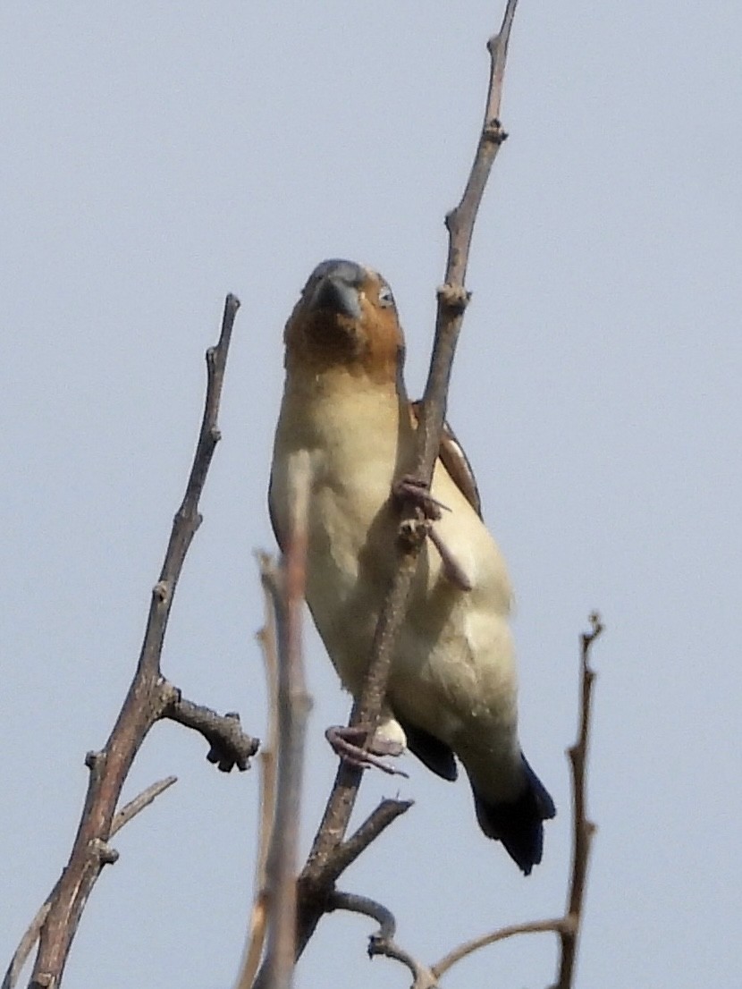 アフリカギンバシ - ML647059122