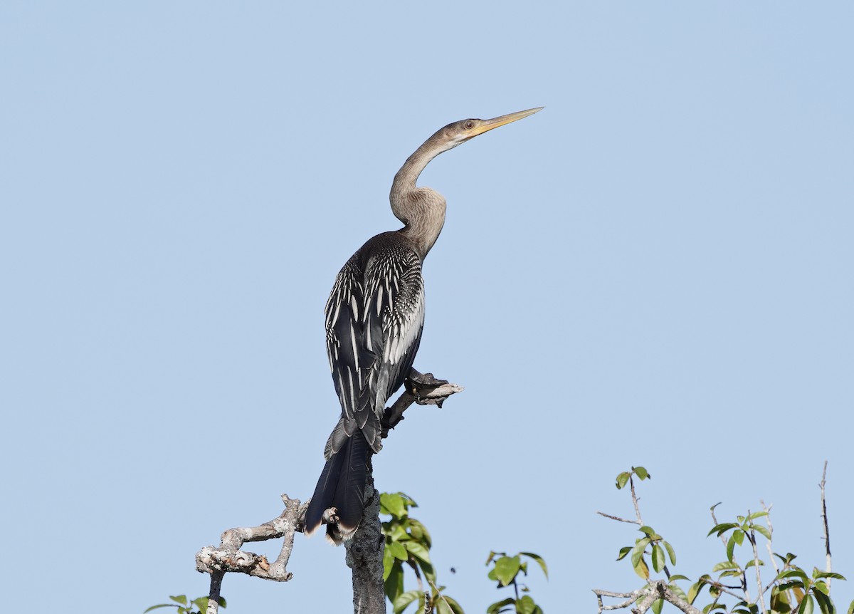 Anhinga - ML647059123