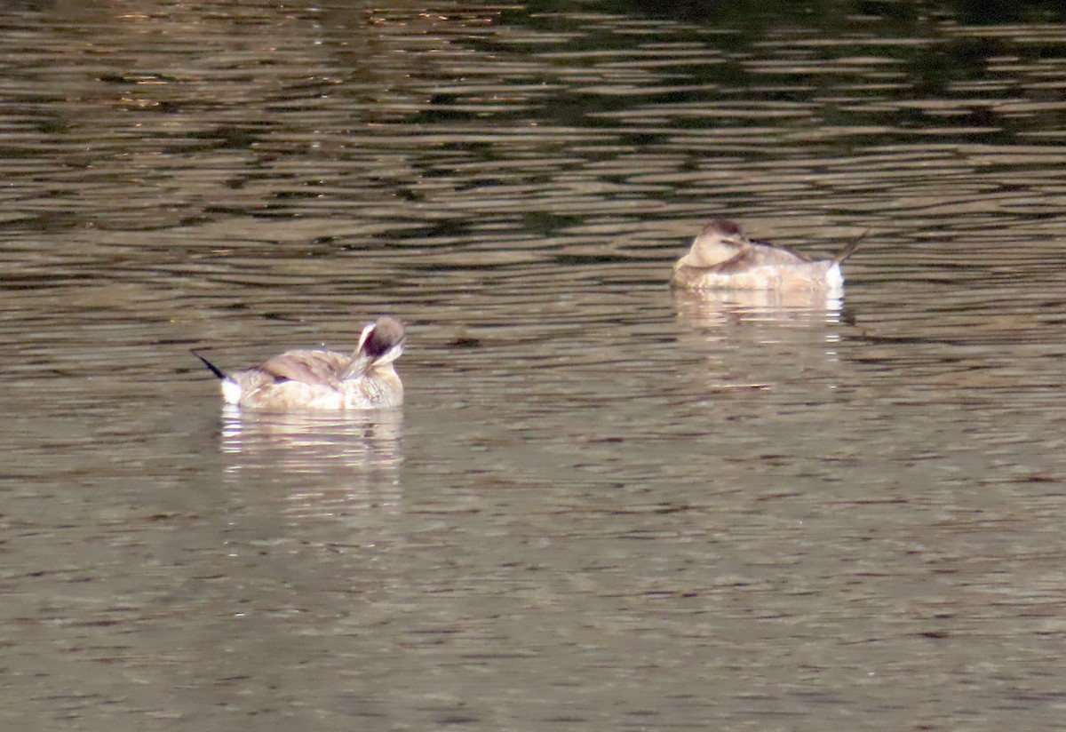 Gobbo della Giamaica - ML647059127