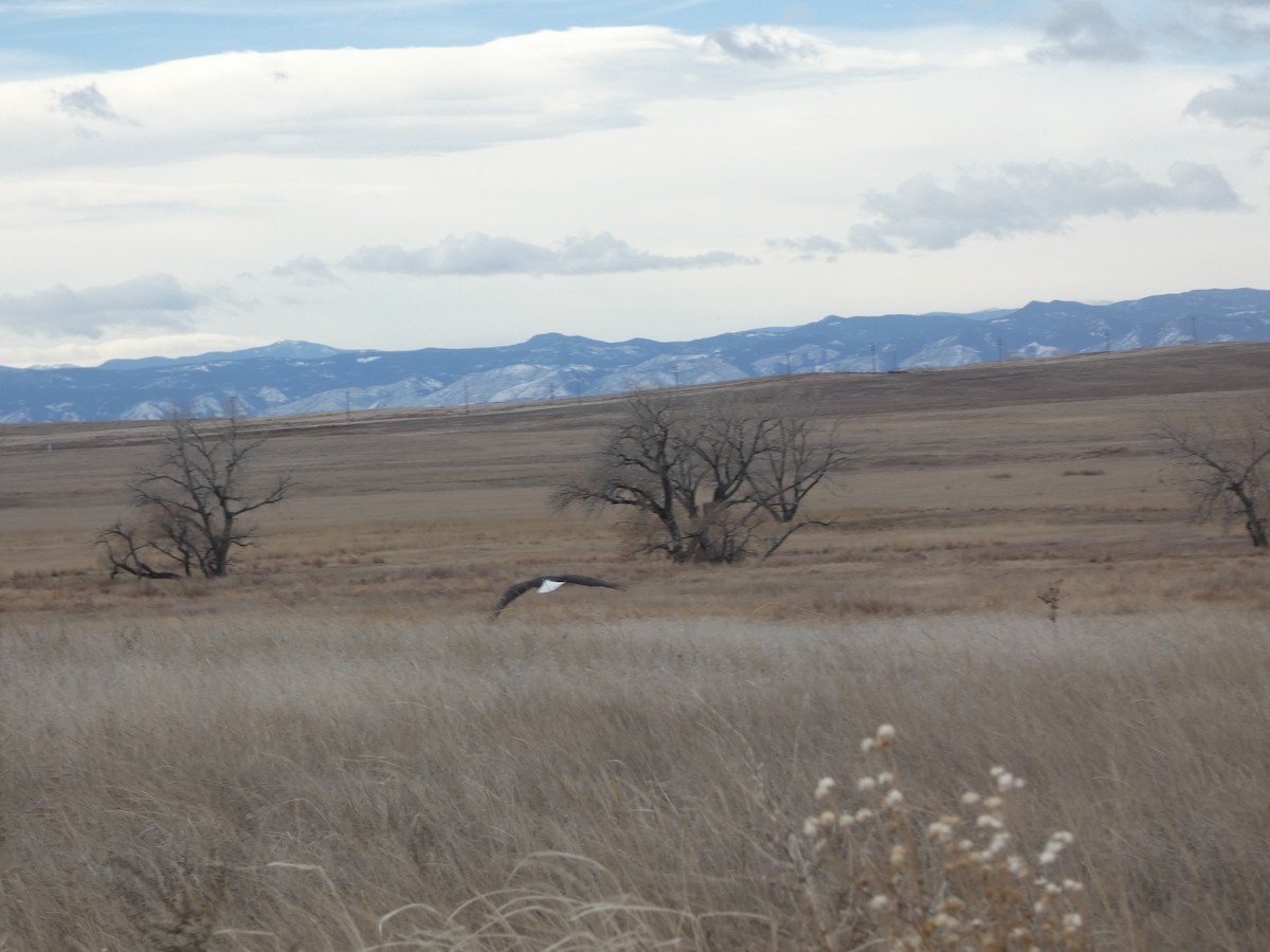 Белоголовый орлан - ML647059128