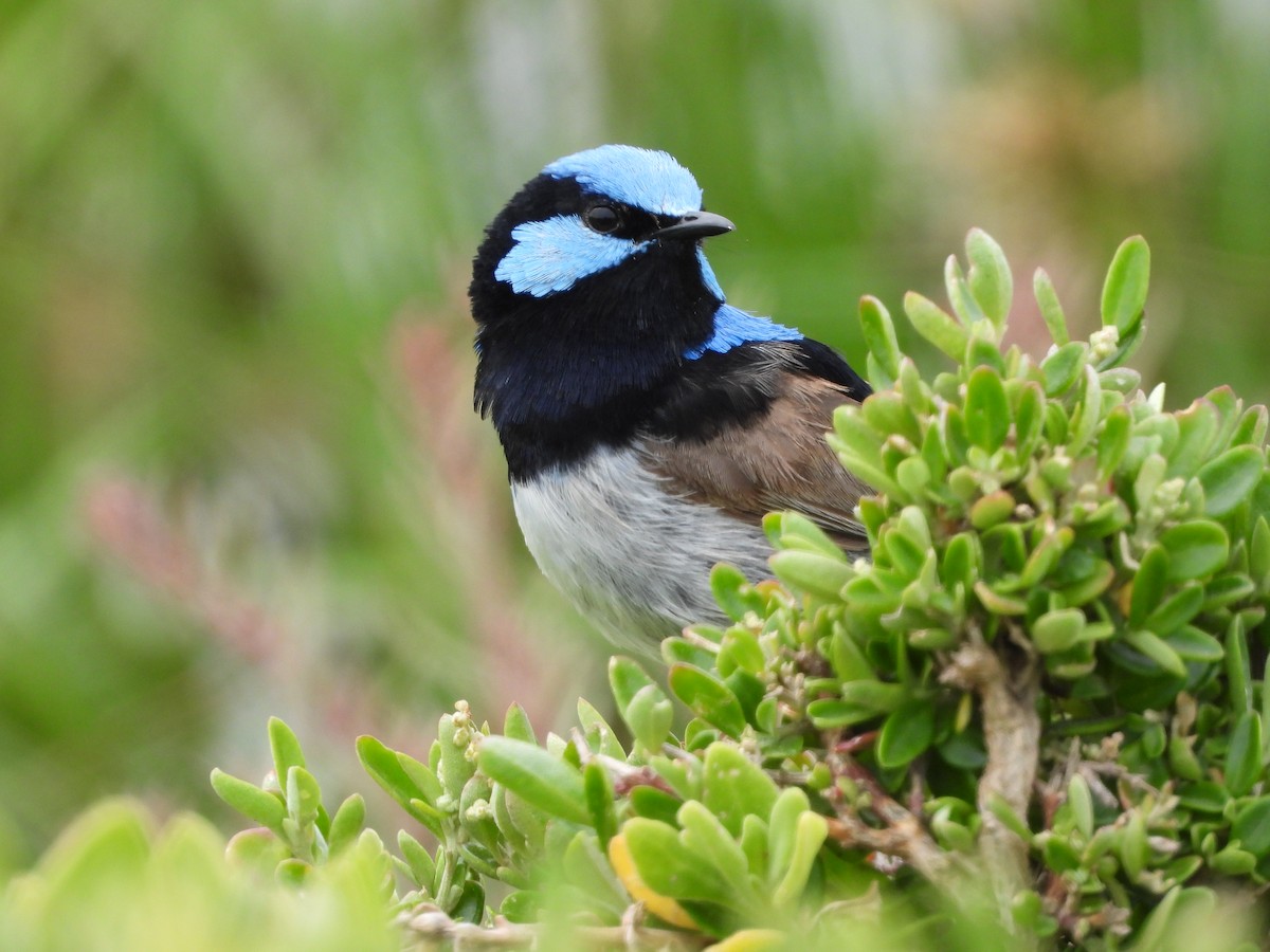 Superb Fairywren - ML647059130
