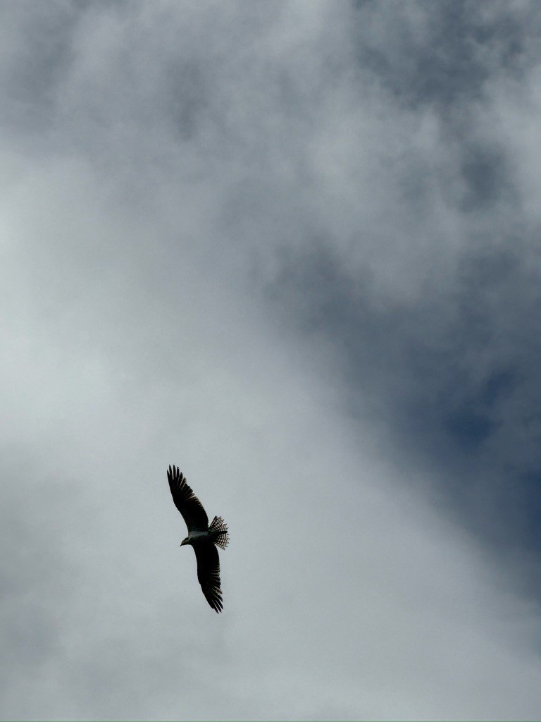 Скопа західна - ML647059135