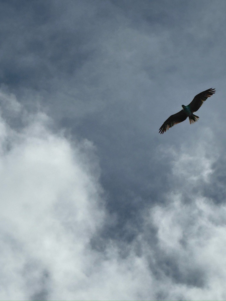 Скопа західна - ML647059140