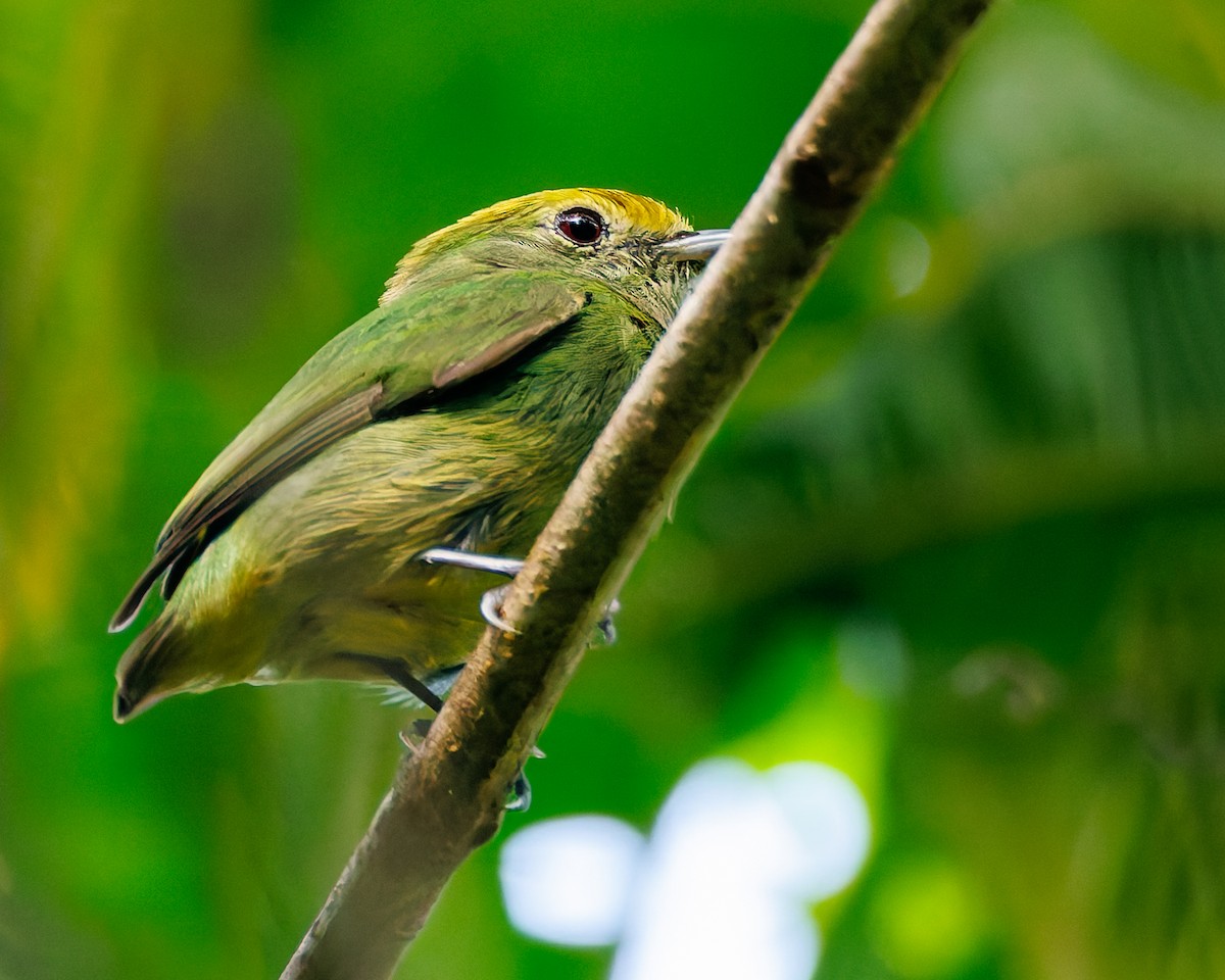 White-crowned Manakin (Foothills) - ML647059143