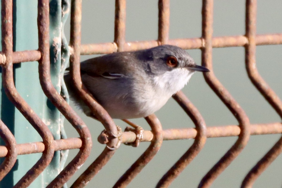 Sardinian Warbler - ML647059144