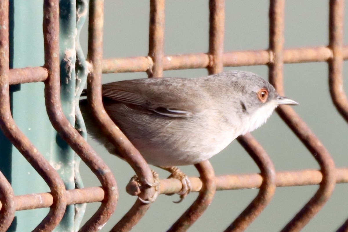 Sardinian Warbler - ML647059145