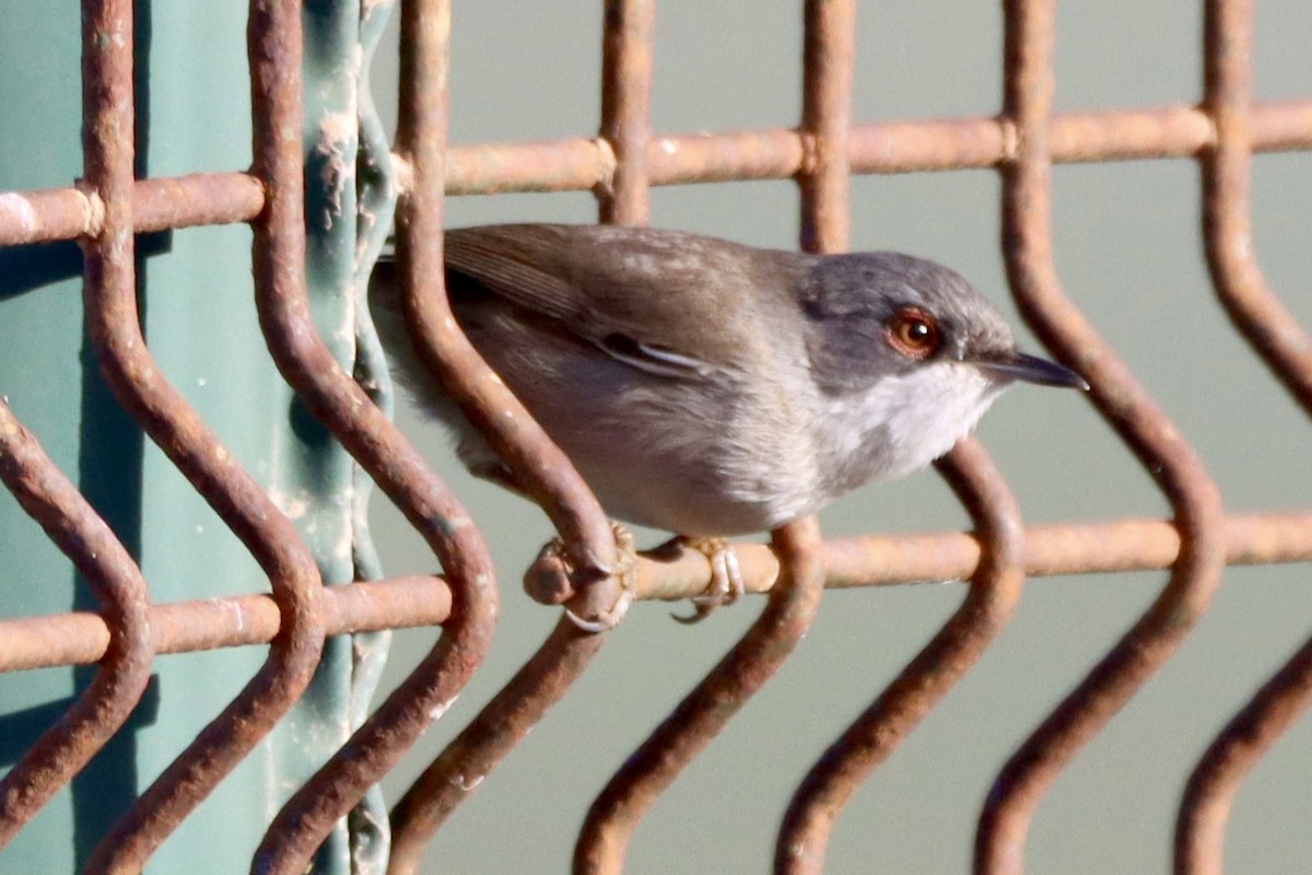 Sardinian Warbler - ML647059146
