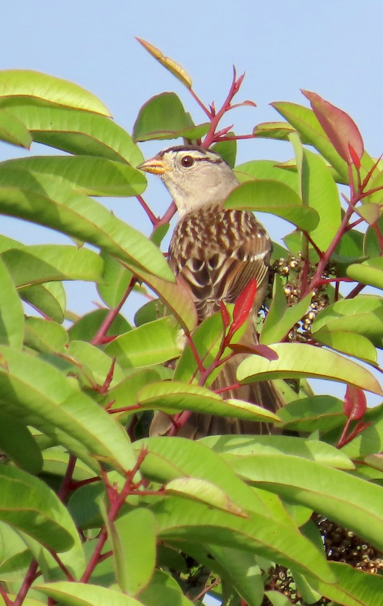 White-crowned Sparrow - ML647059148