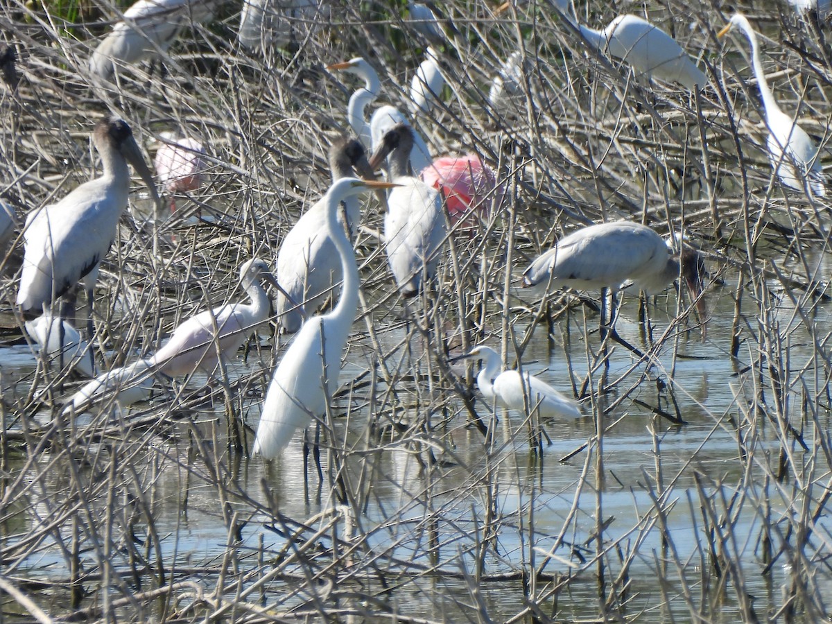 Great Egret - ML647059149