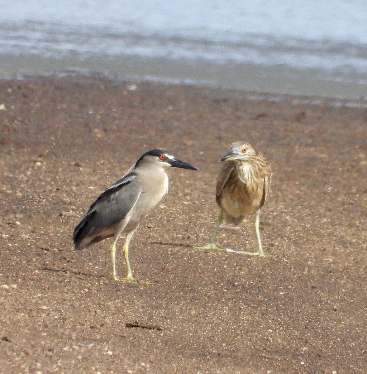 Black-crowned Night Heron - ML647059151