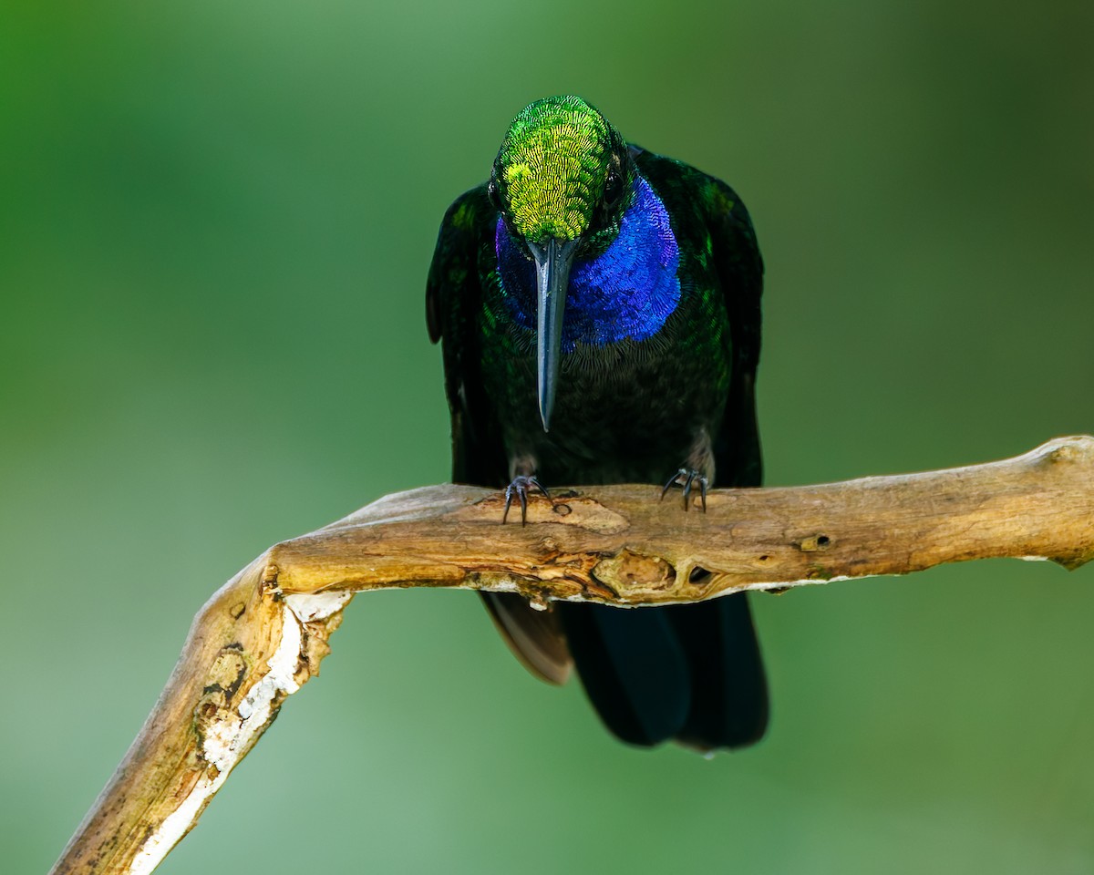 Napo Sabrewing - ML647059153