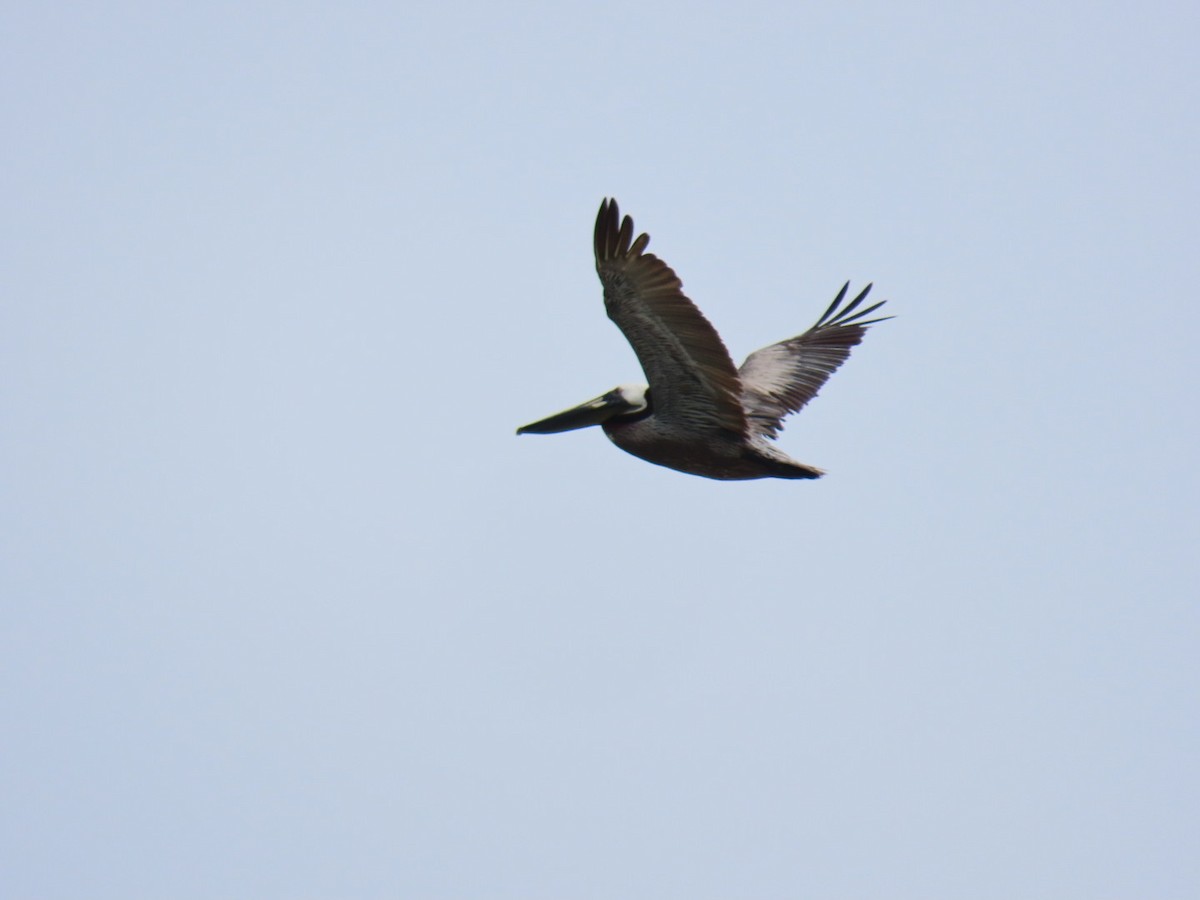 Brown Pelican - ML647059156