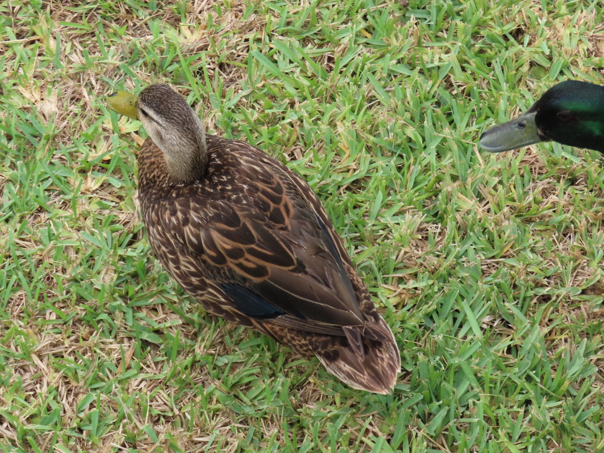Mottled Duck - ML647059162