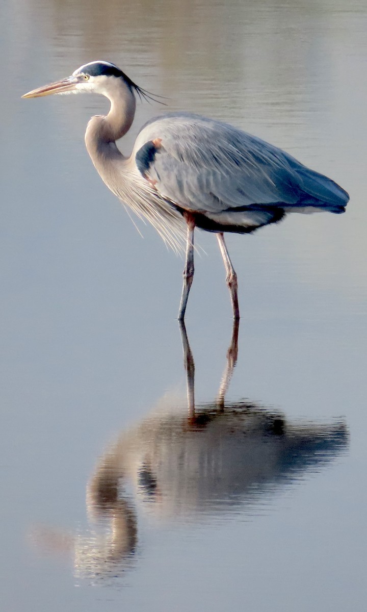 Great Blue Heron - ML647059163