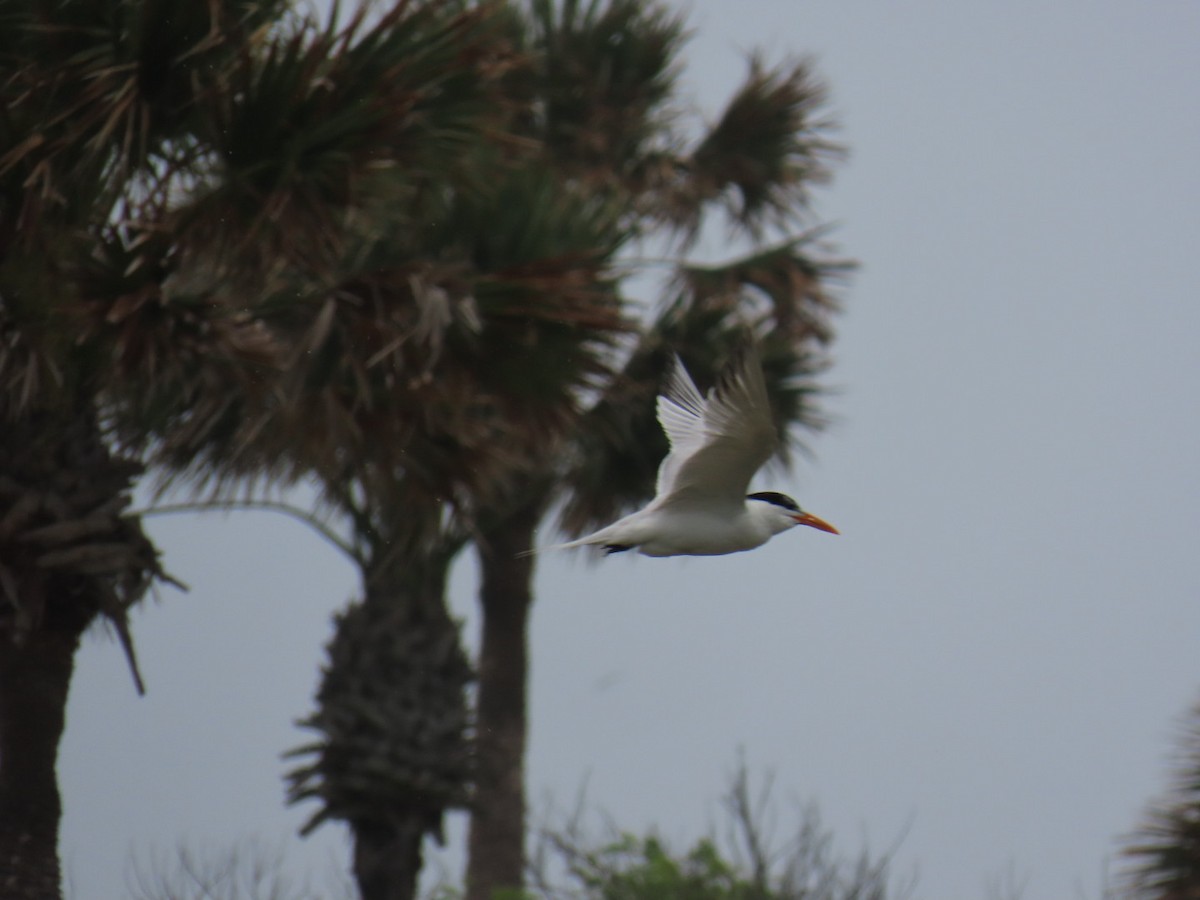 Royal Tern - ML647059165