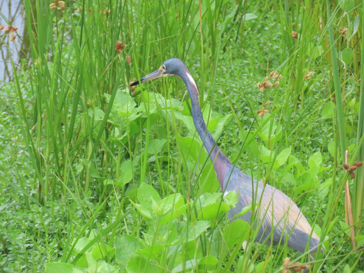 Tricolored Heron - ML647059168