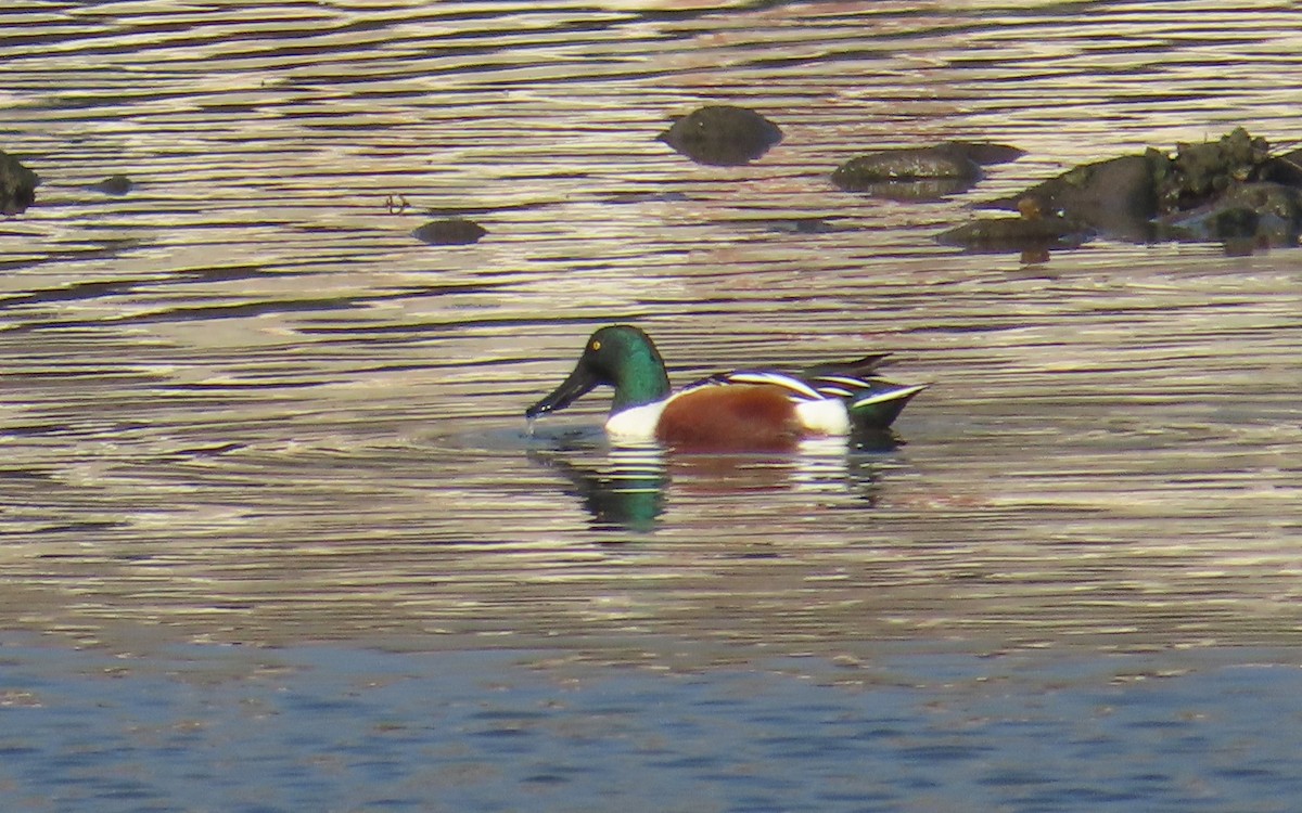 Northern Shoveler - ML647059169