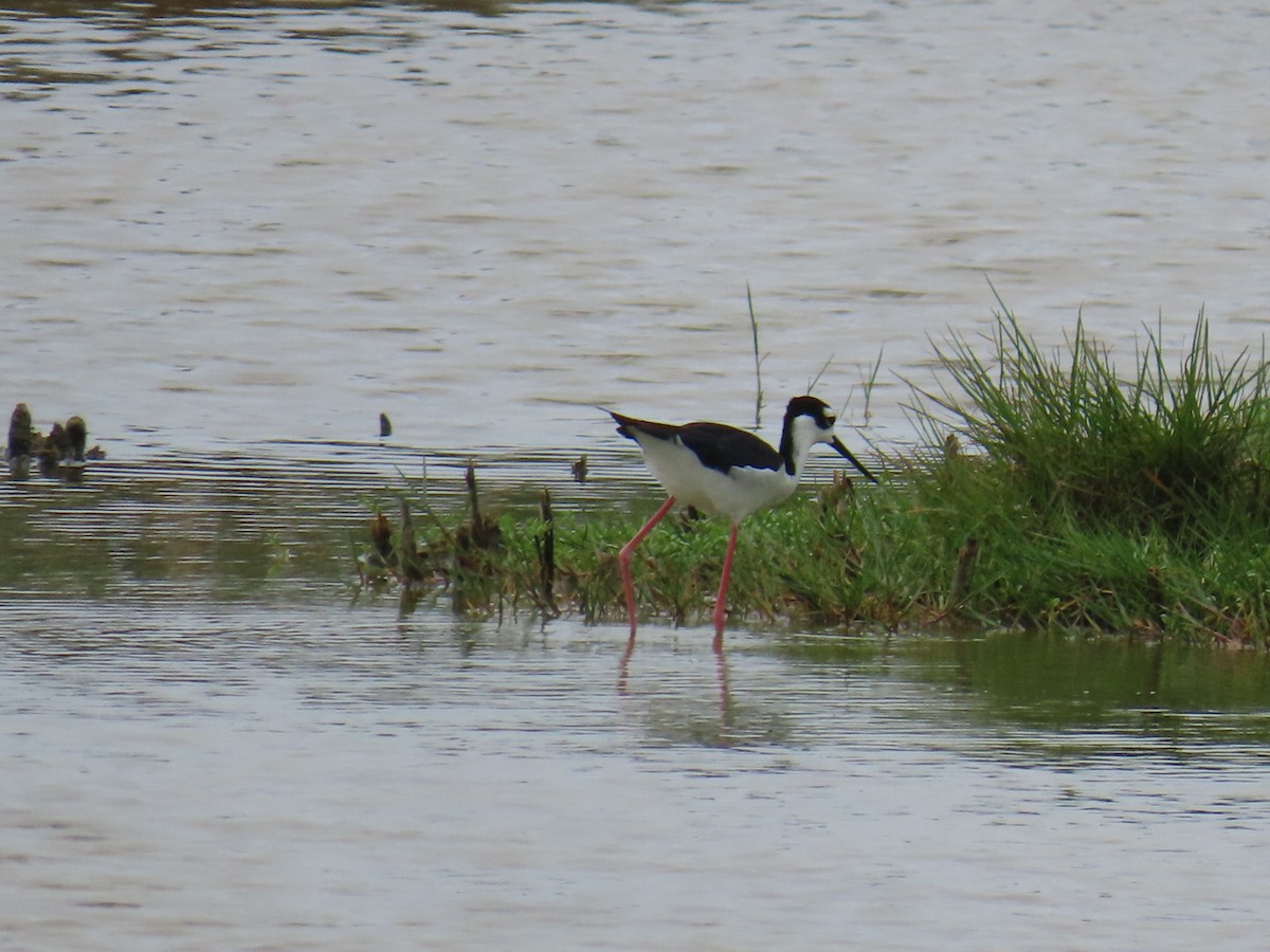 Black-necked Stilt - ML647059171