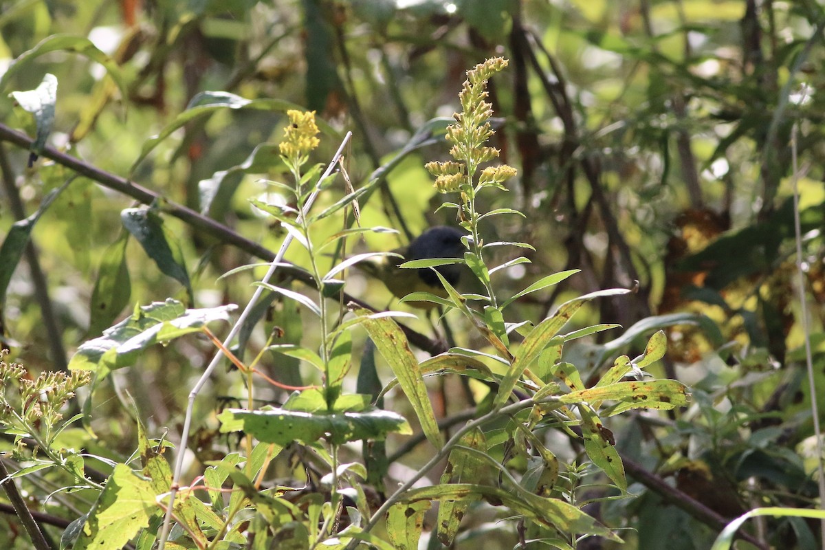 Mourning Warbler - ML647059172