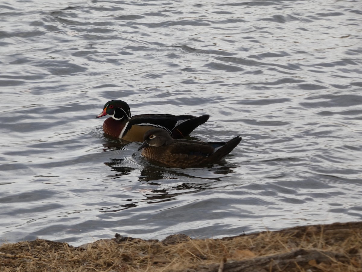 Wood Duck - ML647059173