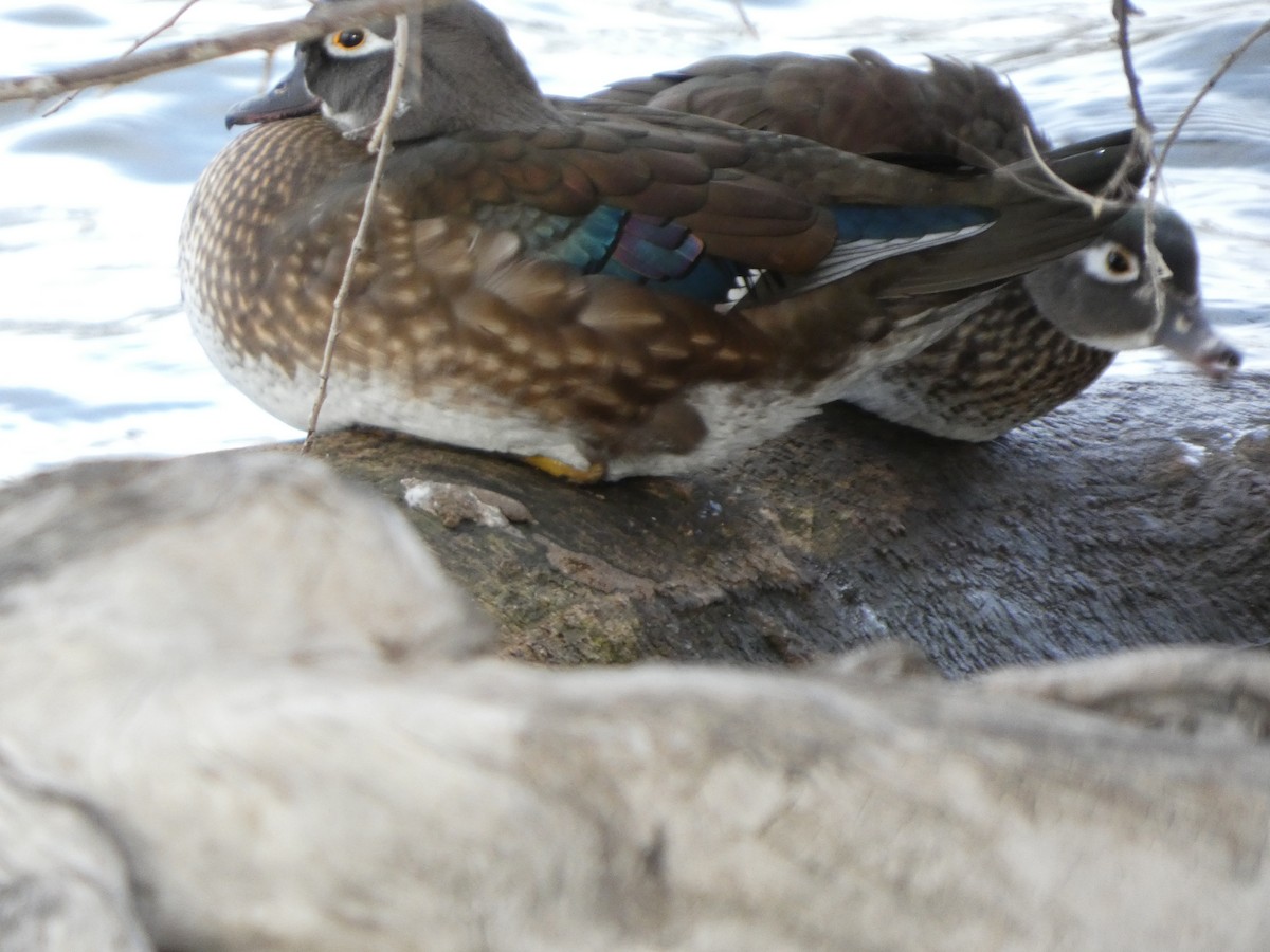 Wood Duck - ML647059174