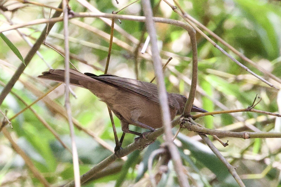 Dusky Myzomela - ML647059179