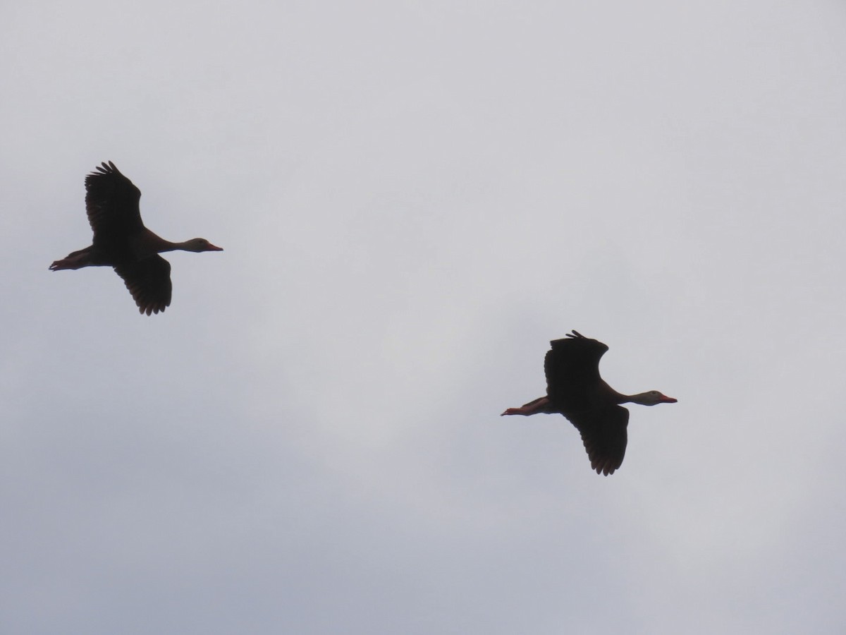 Black-bellied Whistling-Duck - ML647059181