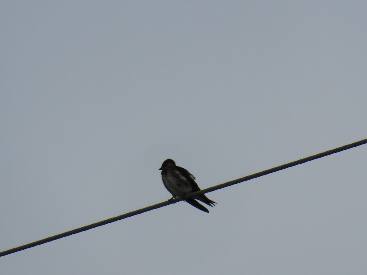 Purple Martin - ML647059186