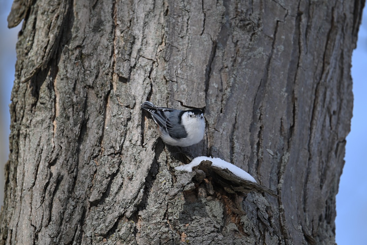 White-breasted Nuthatch - ML647059194