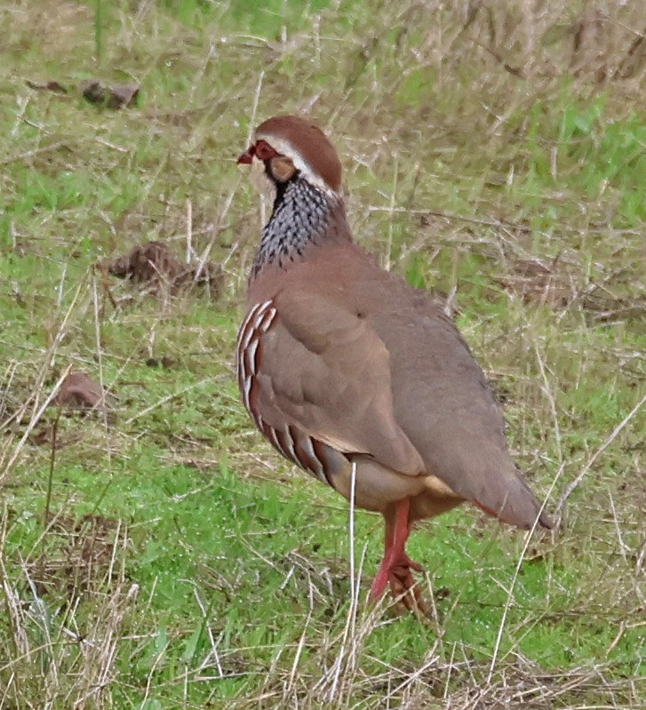 orebice rudá - ML647059210