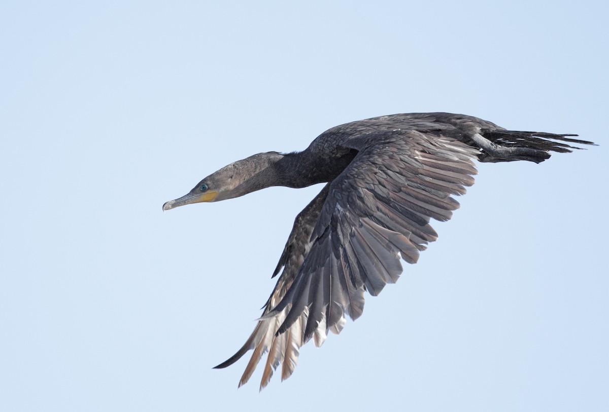 Neotropic Cormorant - ML647059217