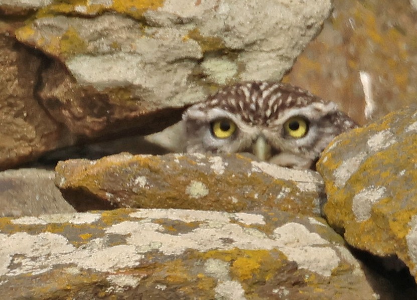 sýček obecný - ML647059221