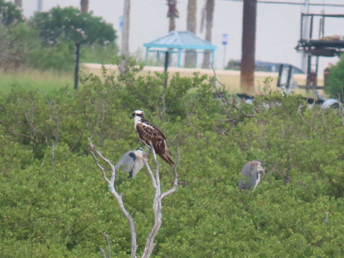 Скопа західна - ML647059222