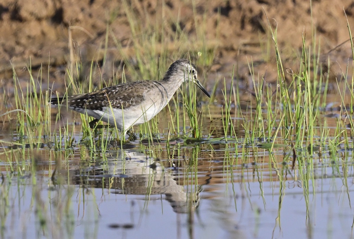 vodouš bahenní - ML647059223