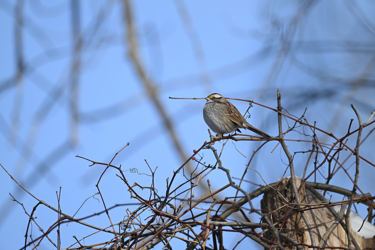Chingolo Gorjiblanco - ML647059250