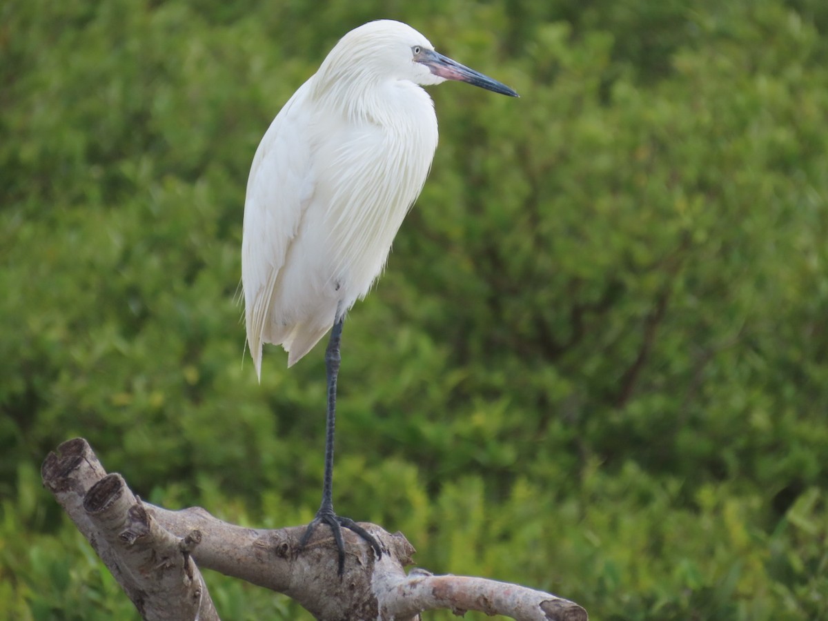 Kızılca Balıkçıl - ML647059251