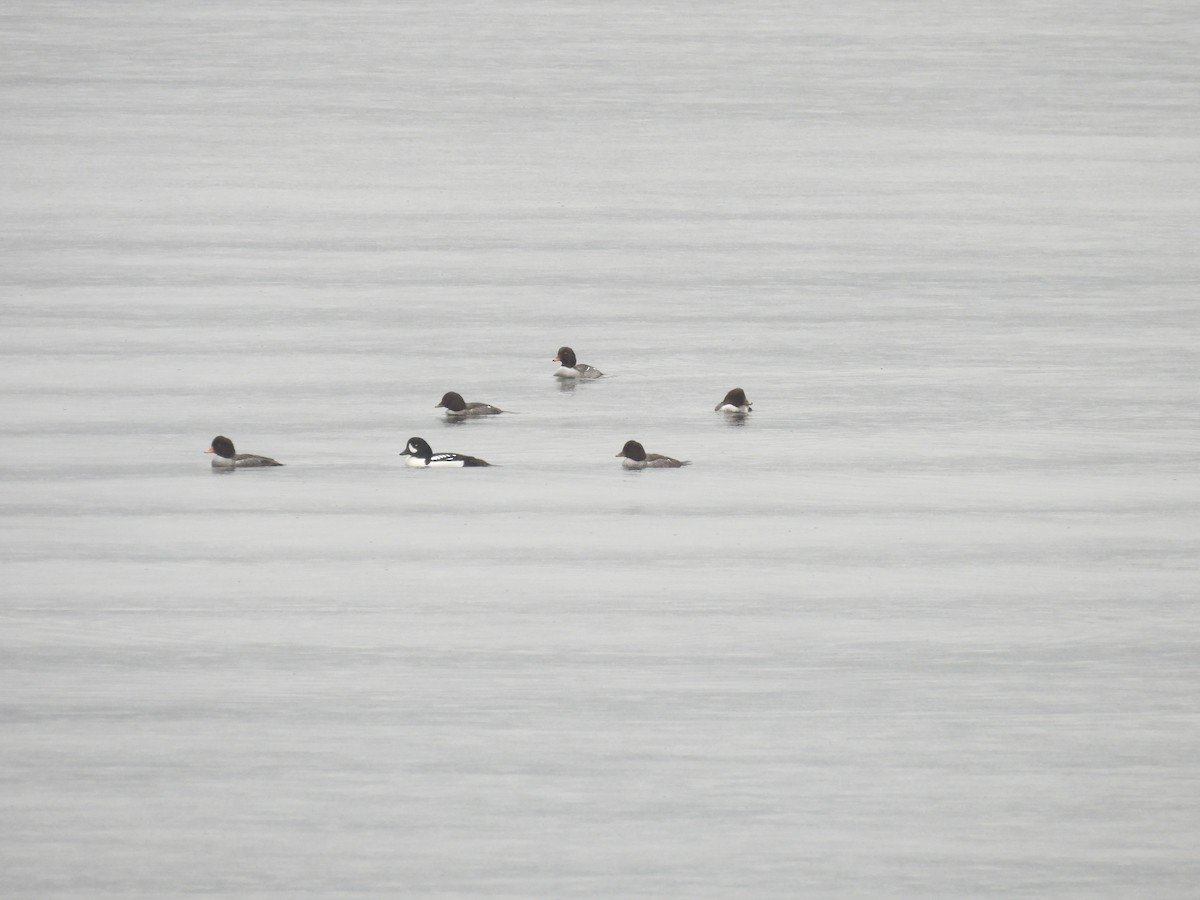 キタホオジロガモ - ML647059252