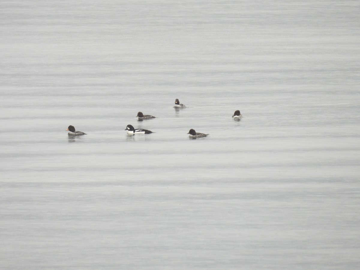 Barrow's Goldeneye - ML647059254