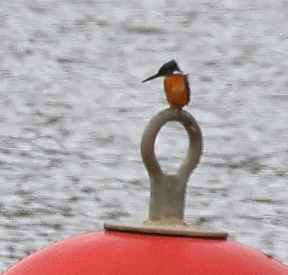 カワセミ - ML647059255