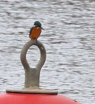 ledňáček říční - ML647059256