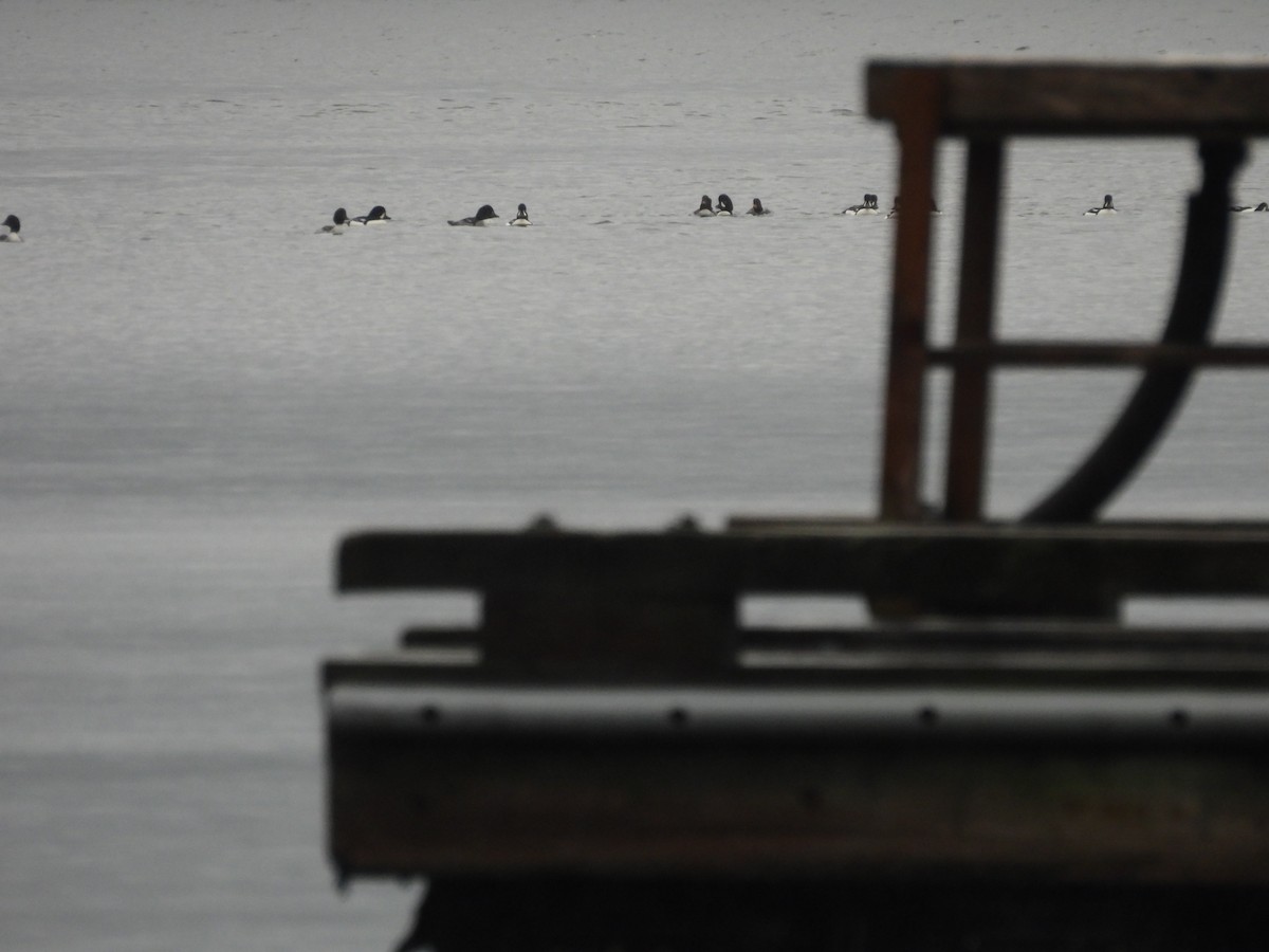 キタホオジロガモ - ML647059262