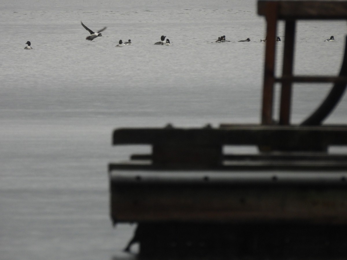 Barrow's Goldeneye - ML647059263